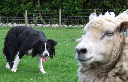 Click for large image