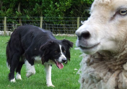 Click for large image