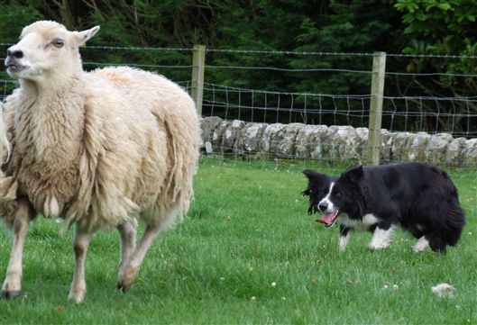 Click for large image