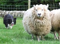 Click for large image