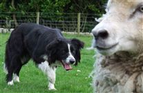 Click for large image