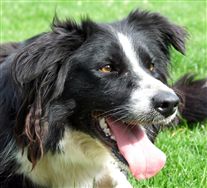 Click for large image