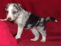 Click for large image