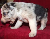 Click for large image