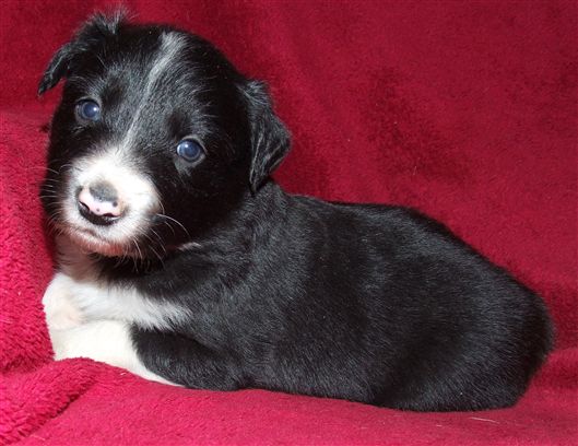 Click for large image