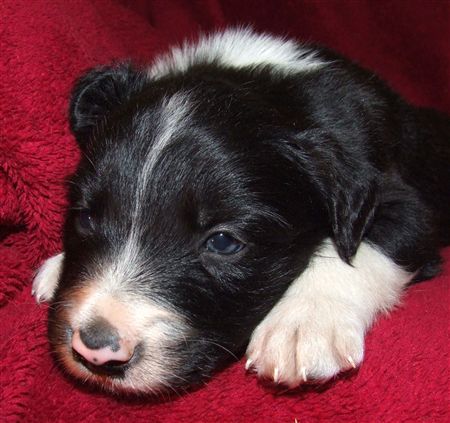 Click for large image