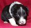 Jet x Chum pup no 3 10-12-2011 .JPG