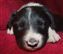 Jet x Chum pup no 3 10-12-2022.JPG