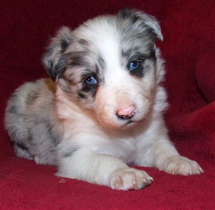 Click for large image