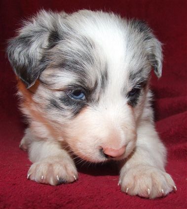 Click for large image