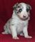 Jet x Chum pup no 4 10-12-2011 .JPG