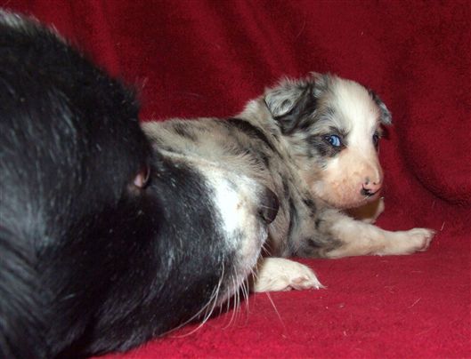 Click for large image