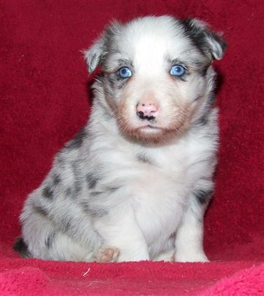 Click for large image