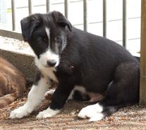 Click for large image