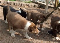 Click for large image