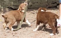 Click for large image