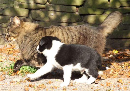 Click for large image