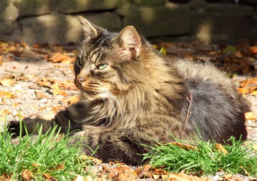 Click for large image