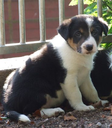 Click for large image