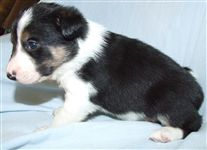 Click for large image