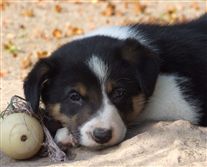 Click for large image