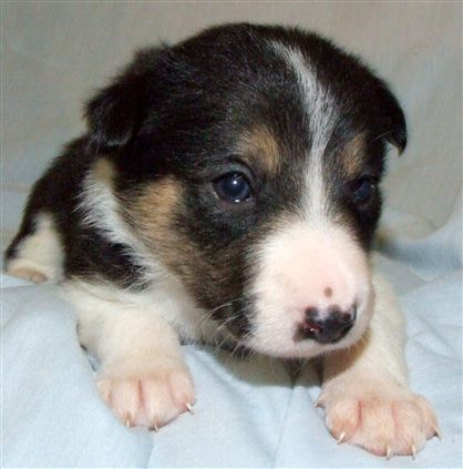 Click for large image