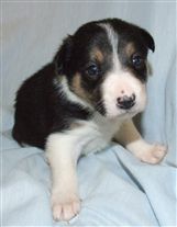 Click for large image