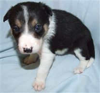 Click for large image