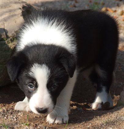 Click for large image