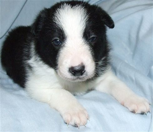 Click for large image