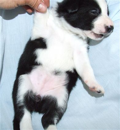 Click for large image