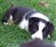 Bee x Guy pup no 7 30-09-2011 16-34-22.JPG