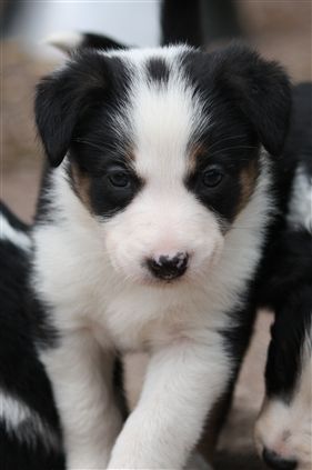 Click for large image