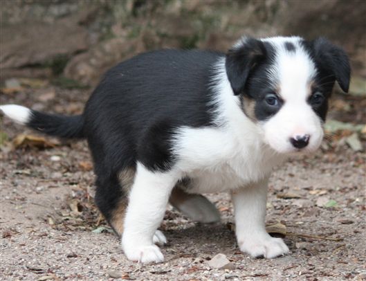 Click for large image