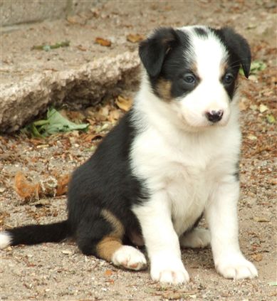 Click for large image