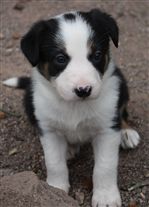 Click for large image