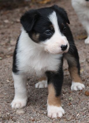 Click for large image