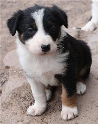 Click for large image