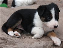 Click for large image