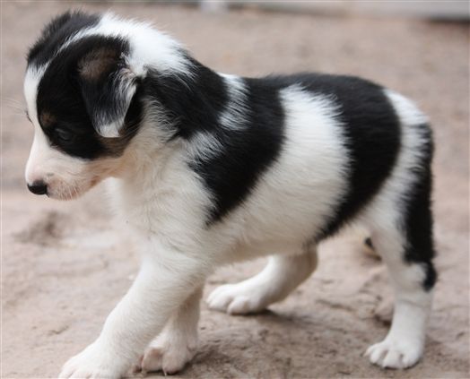 Click for large image