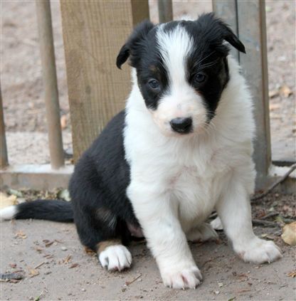 Click for large image