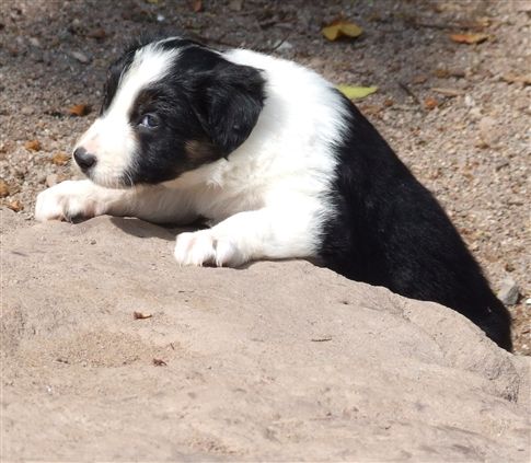 Click for large image