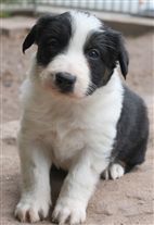 Click for large image