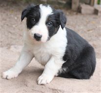 Click for large image