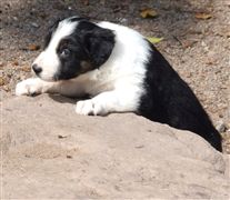 Click for large image