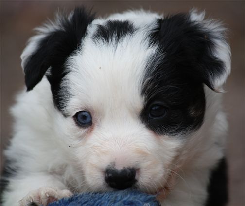 Click for large image