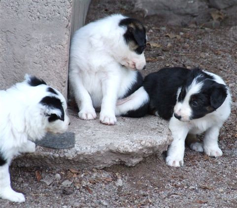 Click for large image