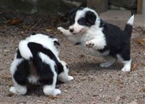 Click for large image