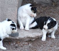 Click for large image