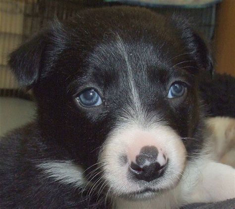 Click for large image